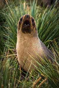 Antarctic fur seal close-up in tussock grass