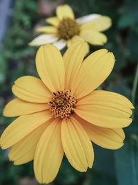 Close-up of yellow flower in park