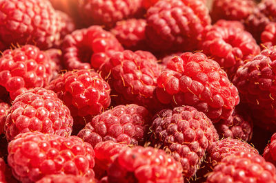 Many berries of fresh raspberry. fresh raspberries close up. raspberries background