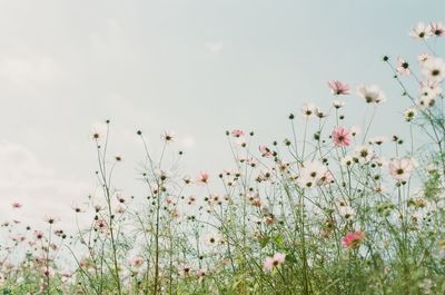 Close-up of flowering plants on field against sky