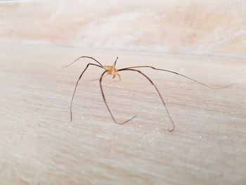 Close-up of spider