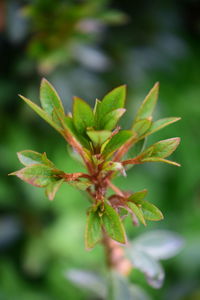 Close-up of green leaves on plant at field