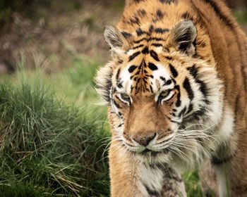 Close-up portrait of a tiger 