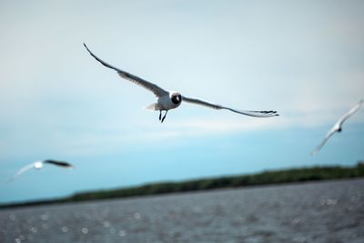 Seagull flying in the sky