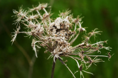 Close-up of dried plant