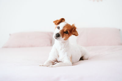 Portrait of dog sitting on bed