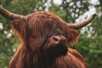 Close-up of a scottish highland cattle