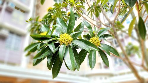 Close-up of yellow flowering plant