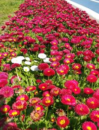 High angle view of pink flowering plants