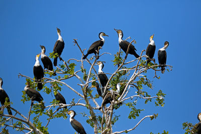 Low angle view of birds perching on tree against sky