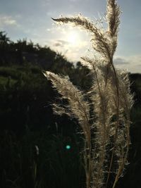 Close-up of stalks in field against sky