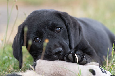 Cute portrait of ablack labrador puppy sitting on the grass while playing with it's favourite toy