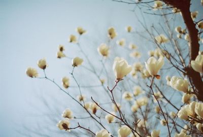 Low angle view of flowers against sky