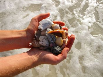 Close-up of hand holding shells at beach