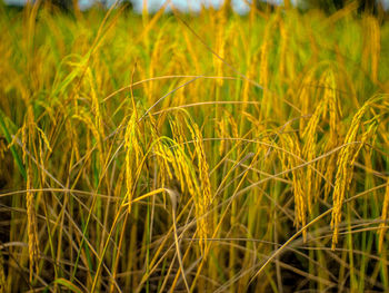 Full frame shot of crops growing on field