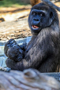 Close-up portrait of monkey