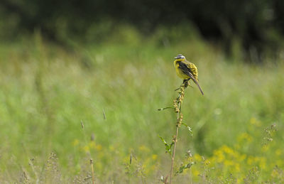 Bird perching on a field