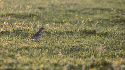 Bird perching on a field