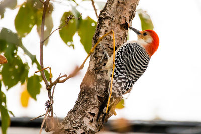 Close-up of bird perching on tree