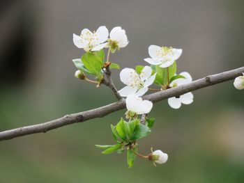 Close-up of white flowering plant