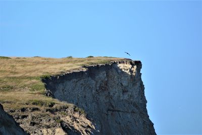 Low angle view of bird on cliff against clear sky