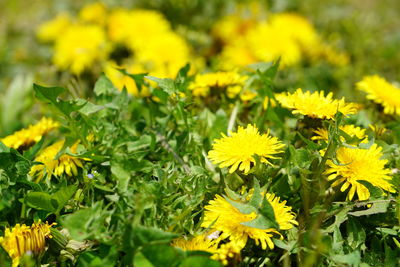 Close-up of yellow flowering plants on field