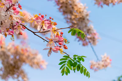 Low angle view of cherry blossoms against sky