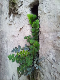 Close-up of plants