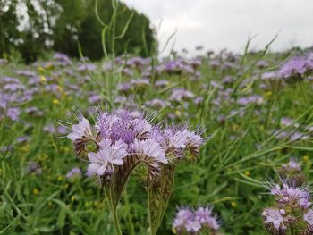 Close-up of purple flowering plants on field