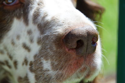 Close-up of dog