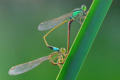 Close-up of grasshopper on leaf