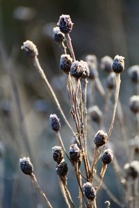 Close-up of flowering plant against blurred background