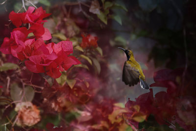 Close-up of hummingbird flying by plant