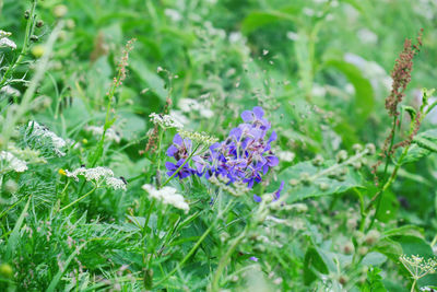 Close-up of purple flowering plants on field