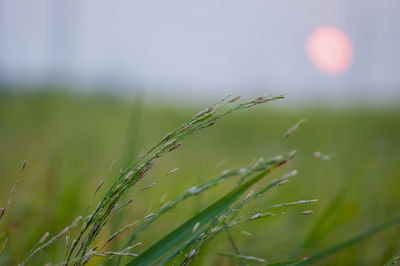 Close-up of plant growing on field