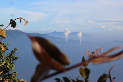 Bird flying in the sky