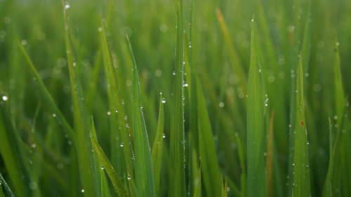 Full frame shot of wet grass