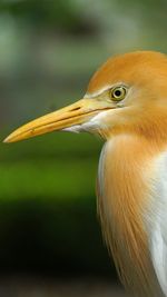 Close-up of a bird