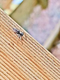 Close-up of insect