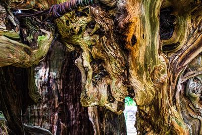 Full frame shot of tree trunk