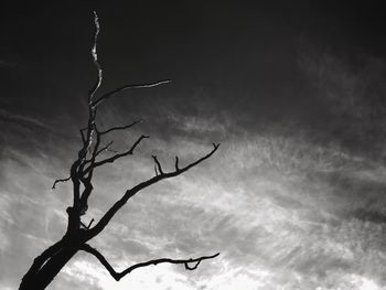 Low angle view of silhouette tree against sky