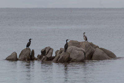 Birds on a sea