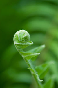 Exotic green tropical ferns with shallow depth of field