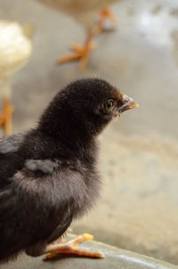 Close-up of a bird