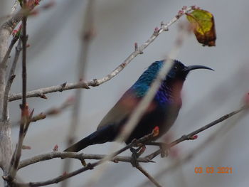 Low angle view of bird perching on tree