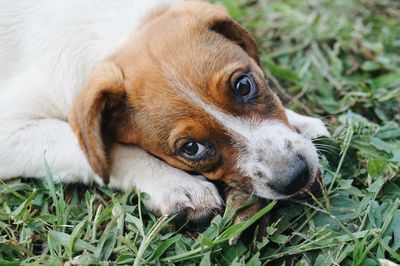 Close-up of dog resting on field