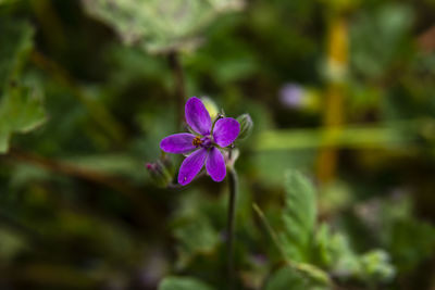 Close-up of pink flowering plant