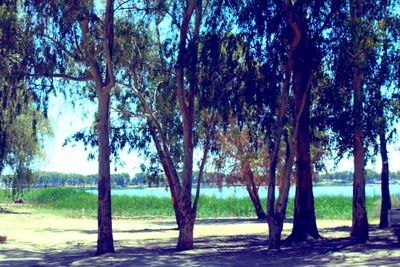 Trees on landscape