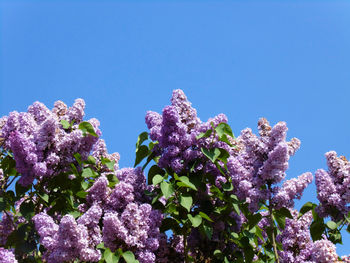 Low angle view of pink flowering plants against blue sky