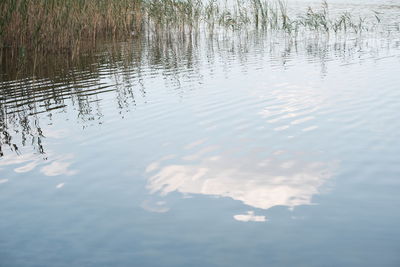 Reflection of trees in lake